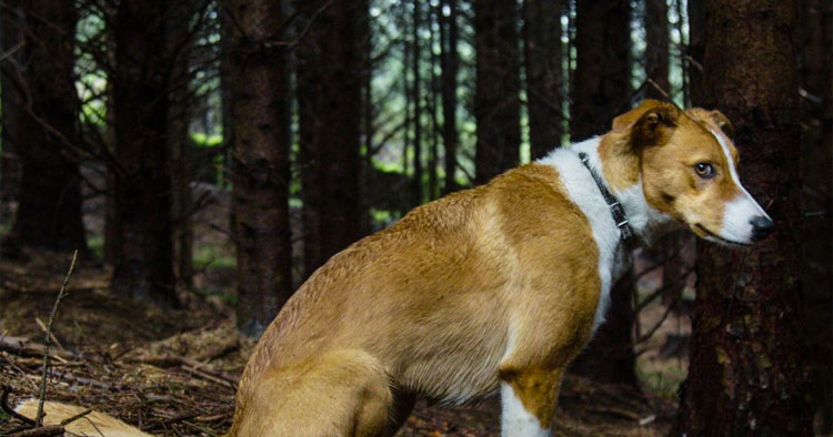 Braga é dos distritos onde se regista mais crimes de abandono e maus tratos de animal de companhia