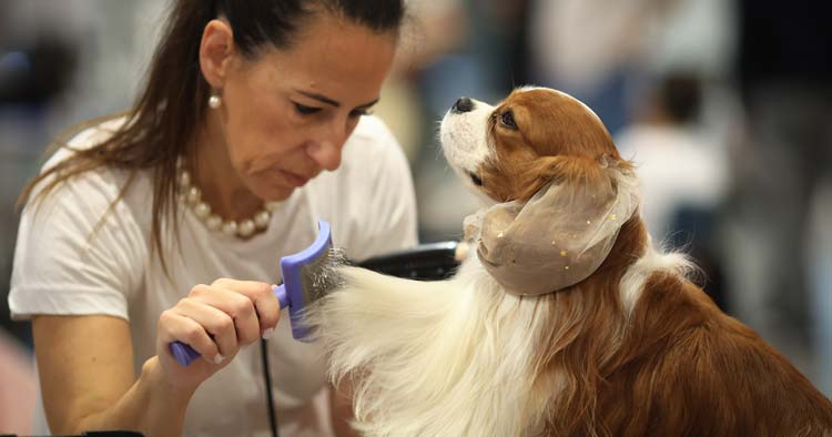Vem aí a 13.ª edição da Expo Animal no Forum Braga