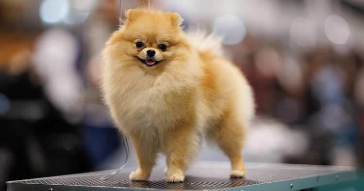 Mais de 21 mil visitantes visitaram a Expo Animal em Braga