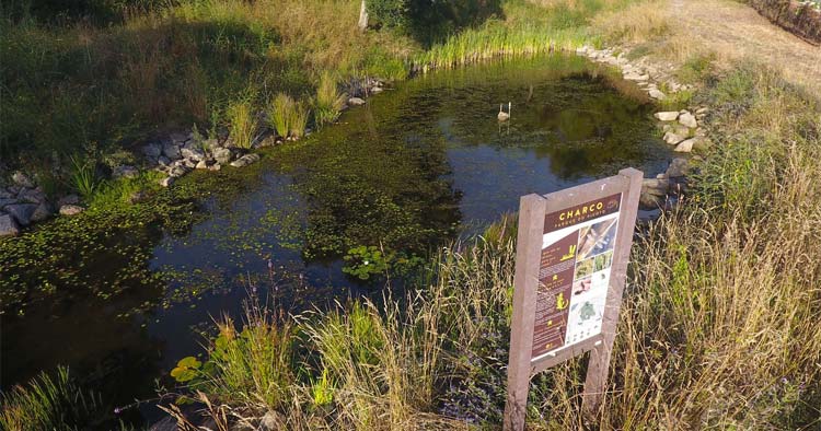Braga reforça equilíbrio dos ecossistemas no Parque Urbano do Picoto