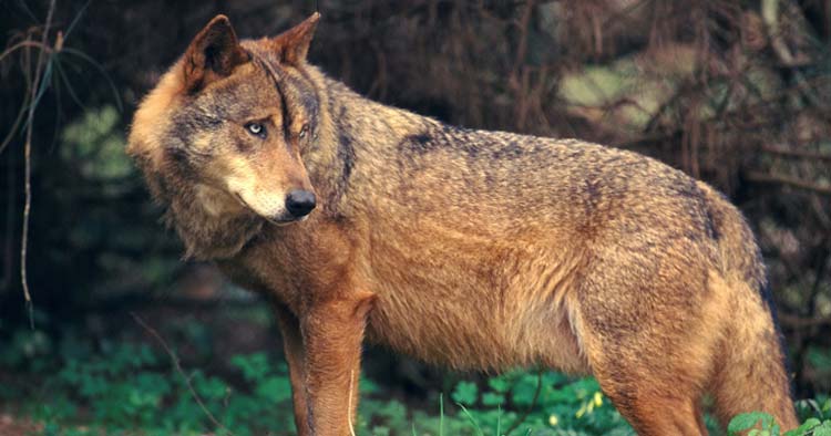 Voluntários de Barcelos vão limpar Serra d'Arga para proteger lobo ibérico