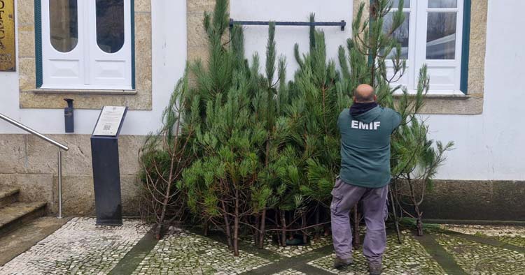 Vila Verde distribui pinheiros naturais para decoração natalícia