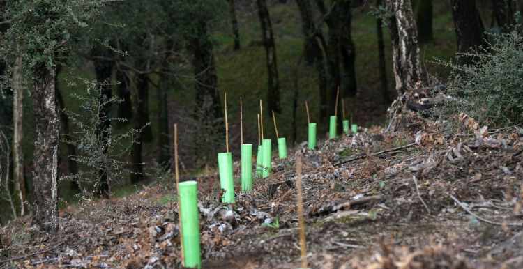 Município de Braga e CAM vão plantar 250 árvores autóctones na Falperra