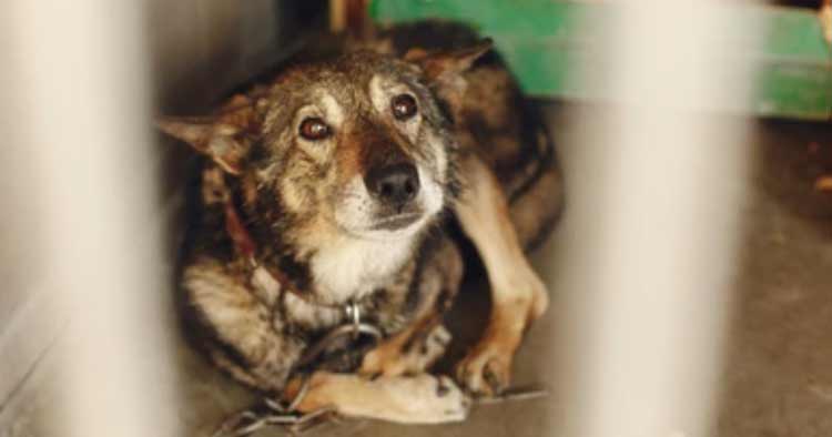 Dono deixa cão atropelado a agonizar durante dias em Braga