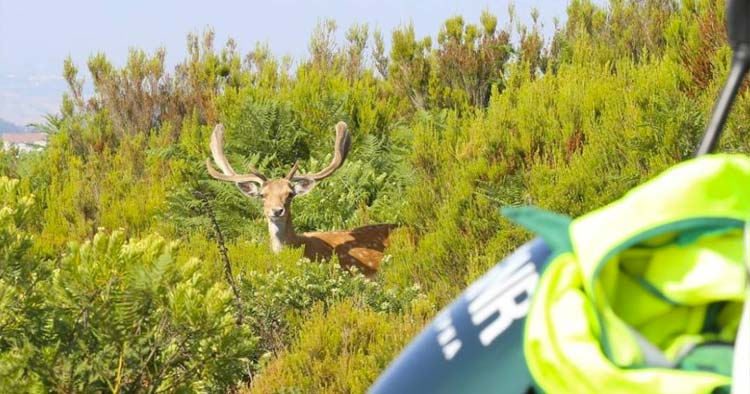GNR resgatou mais de 1.300 animais selvagens em 2025