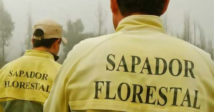 sapador-florestal