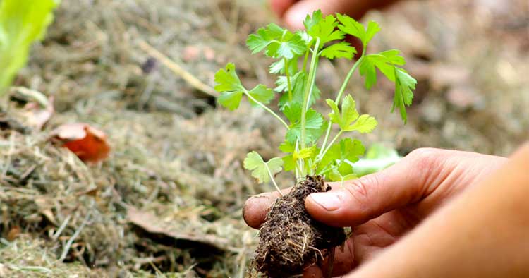 Festival Ecológico de Fafe vence prémio nacional de Sustentabilidade