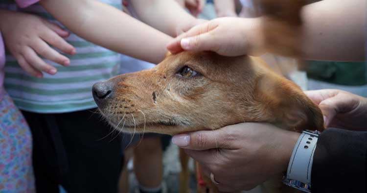Voluntários de Braga sensibilizam crianças para o bem-estar animal