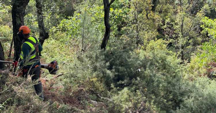 Agrupamento de Baldios lidera intervenção no controlo de espécie invasora na Peneda-Gerês