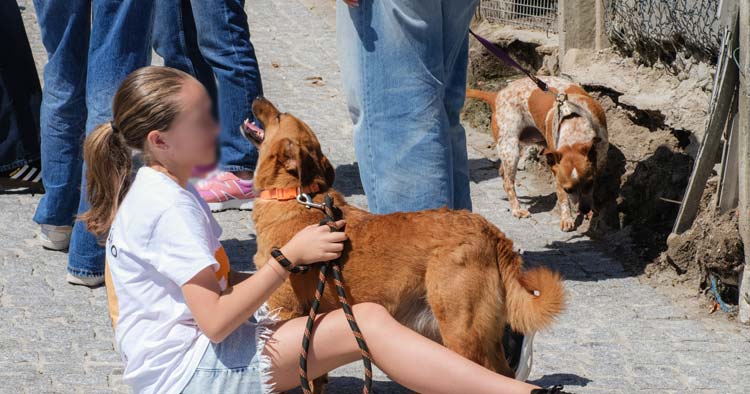 Póvoa de Lanhoso mantém campanha de esterilização após abertura do canil