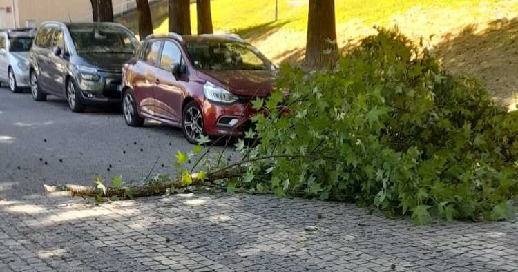 Vento forte provoca queda de ramo na estrada em Braga