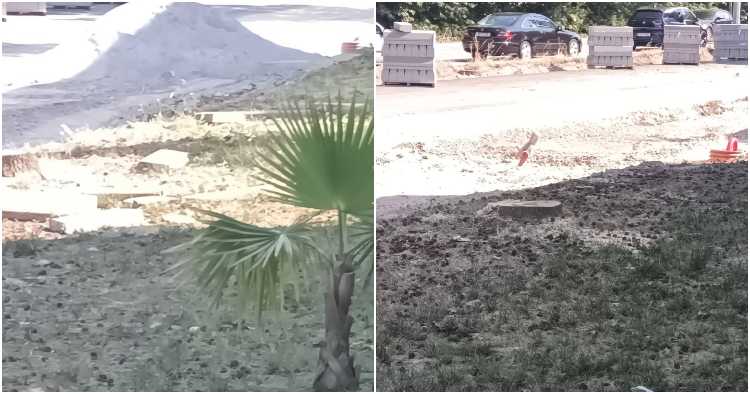 Abate de árvores em Braga gera críticas durante onda de calor