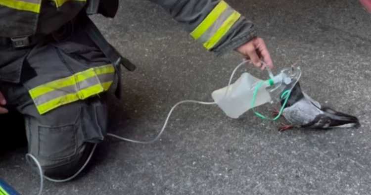Bombeiros salvam pombo intoxicado após incêndio em veículo