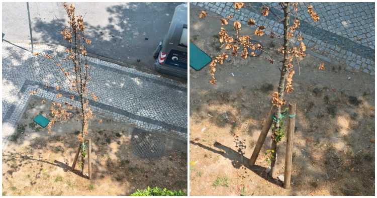 Braga: Cidadã alerta para árvores a morrer por falta de rega