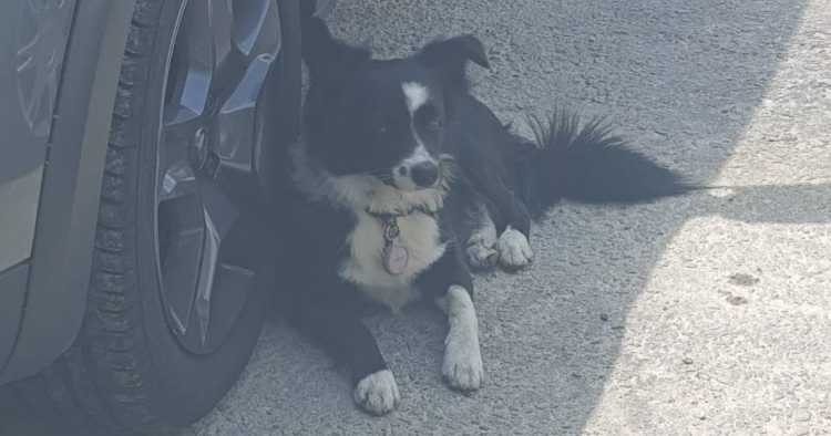 Braga: Este cão está perdido em Ferreiros